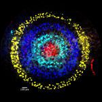 research image